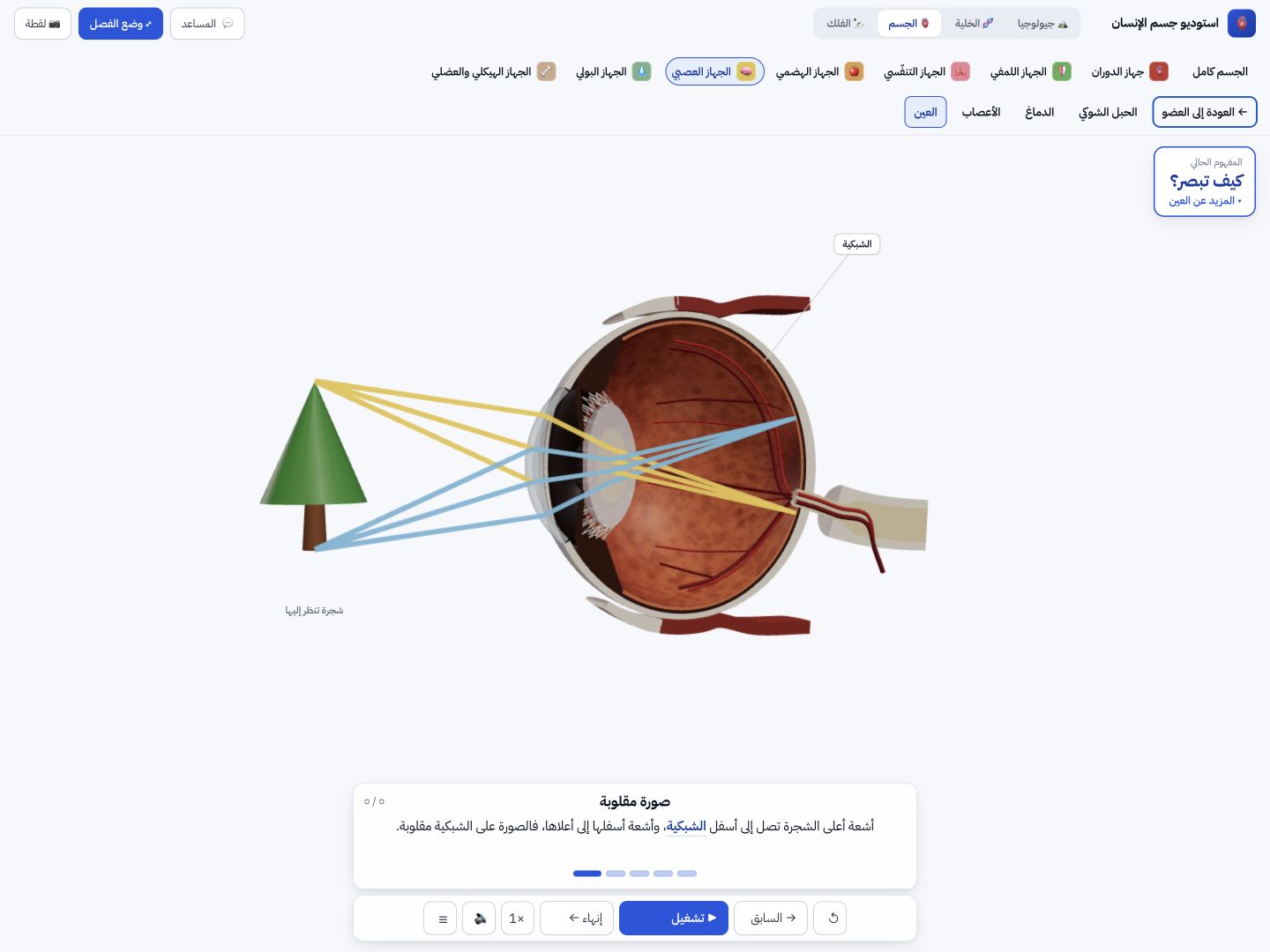 لقطة من درس «كيف تبصر؟» توضّح مسار الضوء وتكوّن صورة مقلوبة على الشبكية